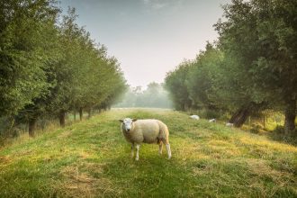 countryside of the netherlands