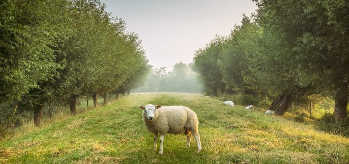 countryside of the netherlands