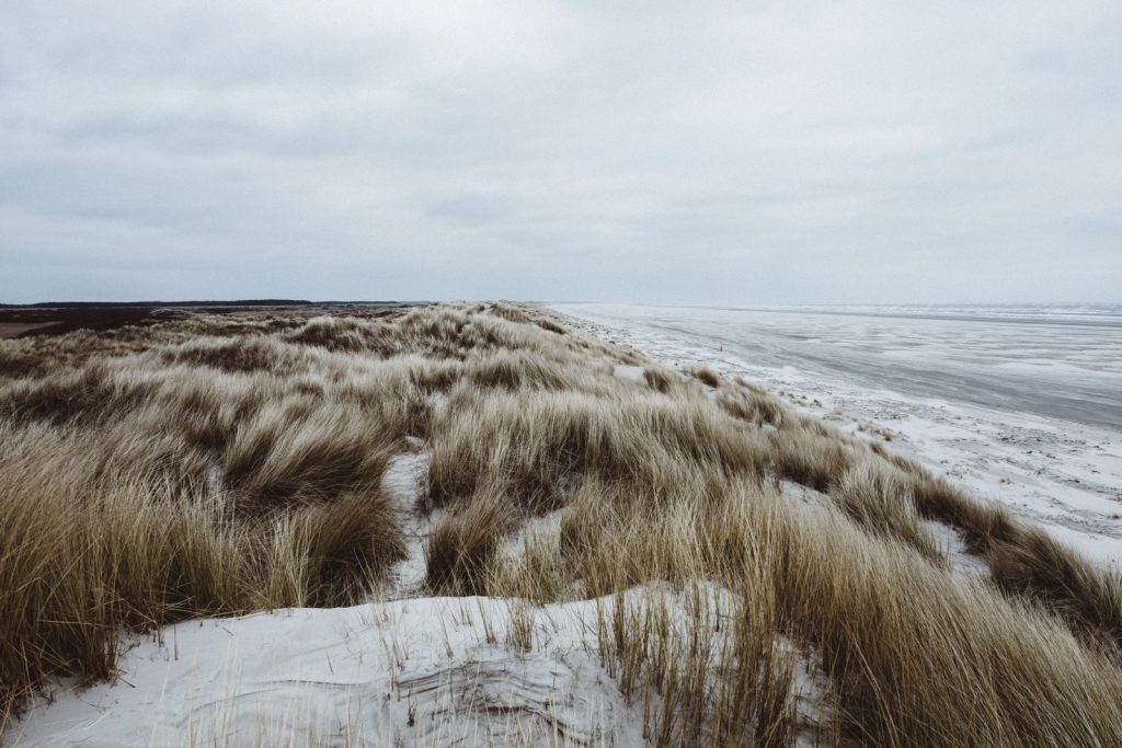 Countryside of the Netherlands Dunes