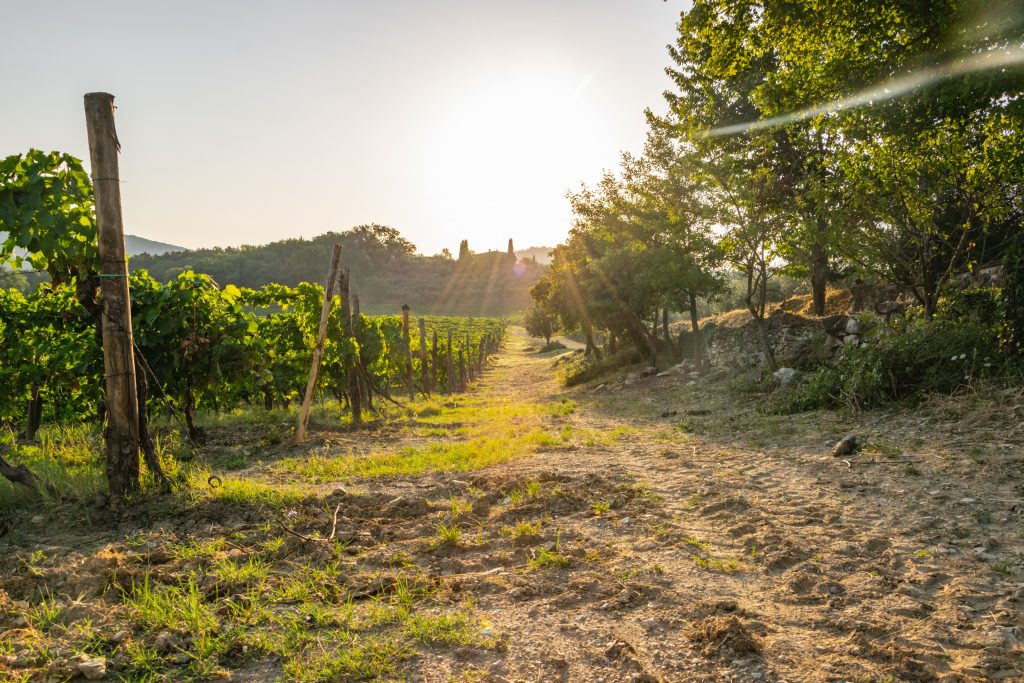vineyard Italy - things to do in Europe