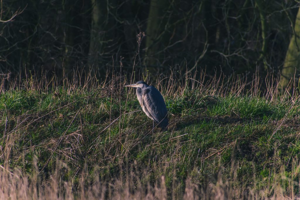 blue bird on green grass during daytime