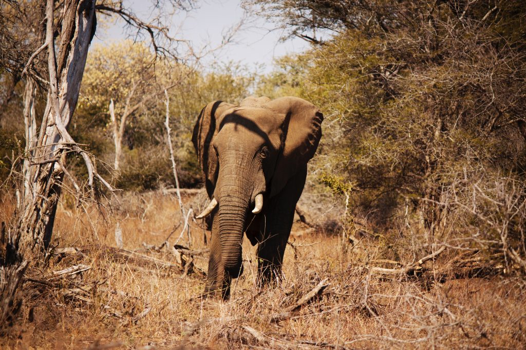 brown elephant near tree