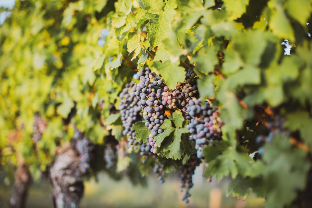 Bergerac vineyard France